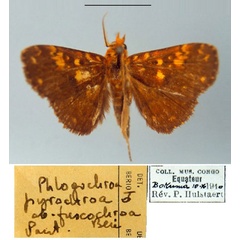 /filer/webapps/moths/media/images/F/fuscochroa_Phlogochroa_PT_MSNM.jpg