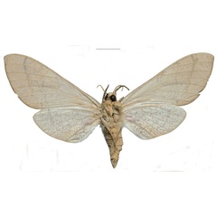 /filer/webapps/moths/media/images/W/witti_Neoclanis_PTF_ZSM_03b.jpg