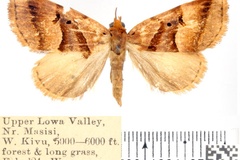 Marcipalina submarginalis