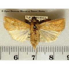 /filer/webapps/moths/media/images/P/pyrausta_Mythimna_A_OUMNH.jpg