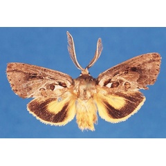 /filer/webapps/moths/media/images/F/flavicolor_Arbelodes_HT_TMSA_MjzXMoC.jpg
