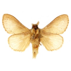 /filer/webapps/moths/media/images/L/larseni_Bufoidia_PTM_RBINS_02b.jpg
