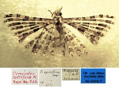 /filer/webapps/moths/media/images/S/spicifera_Alucita_HT_TMSA.jpg