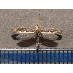 /filer/webapps/moths/media/images/X/xylostella_Plutella_A_Goff_JadexO0.jpg