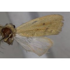 /filer/webapps/moths/media/images/I/insulana_Earias_A_Monks.jpg