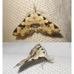 /filer/webapps/moths/media/images/V/viettei_Hypena_A_Bippus.jpg