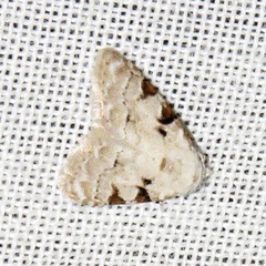 /filer/webapps/moths/media/images/M/melanoscelis_Nola_A_Braun.jpg