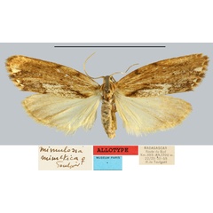 /filer/webapps/moths/media/images/M/mimetica_Mimulosia_AT_MNHN.jpg