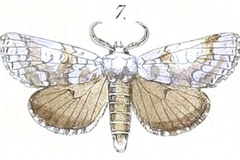 Dicranuropsis vilis