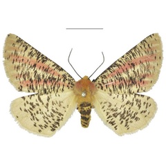 /filer/webapps/moths/media/images/J/johnstonei_Nothabraxas_PTF_NHMUK_01.jpg