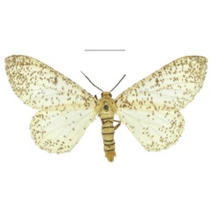 /filer/webapps/moths/media/images/M/myriostictus_Rhodophthitus_STM_NHMUK.jpg
