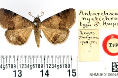 Phytometra nyctichroa