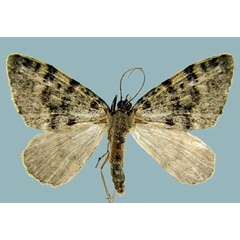 /filer/webapps/moths/media/images/S/subterlimbata_Piercia_AF_Staudea.jpg