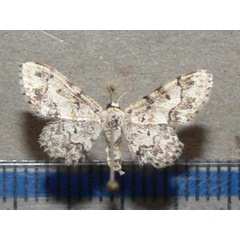 /filer/webapps/moths/media/images/P/prionodonta_Idaea_A_Goffa_03.jpg