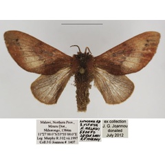/filer/webapps/moths/media/images/C/canescens_Pseudometa_AF_TMSA.jpg