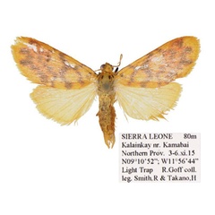 /filer/webapps/moths/media/images/D/distyi_Tumicla_AM_ANHRT.jpg