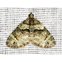 /filer/webapps/moths/media/images/P/prasinaria_Piercia_A_Braun.jpg