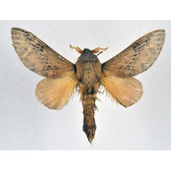 /filer/webapps/moths/media/images/M/meloui_Pallastica_AM_NHMO_01.jpg