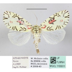 /filer/webapps/moths/media/images/S/strigicincta_Mazuca_A_MGCLa_03.JPG