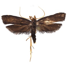 /filer/webapps/moths/media/images/B/bilobella_Thubdora_AM_ZMHB.jpg