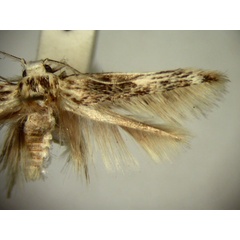 /filer/webapps/moths/media/images/A/aegotricha_Stathmopoda_HT2563_TMSA_01.jpg