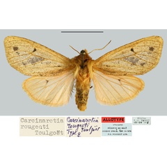 /filer/webapps/moths/media/images/R/rougeoti_Carcinarctia_AT_MNHN.jpg