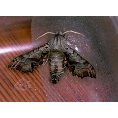 /filer/webapps/moths/media/images/P/pusillus_Odontosida_A_Roland_01.jpg
