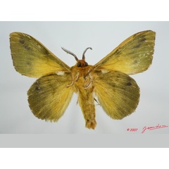 /filer/webapps/moths/media/images/T/tessmanni_Lechriolepis_AM_Albertb_01.jpg