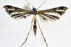 Lantanophaga pusillidactylus