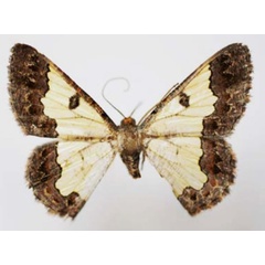/filer/webapps/moths/media/images/T/toulgoeti_Zamarada_AF_Sircoulomb.jpg