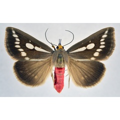 /filer/webapps/moths/media/images/Z/zambesita_Calesia_A_NHMO.jpg