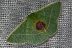 Neurotoca notata