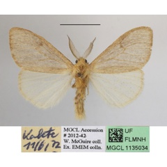 /filer/webapps/moths/media/images/S/summissa_Stracena_AM_MGCLa_01.JPG