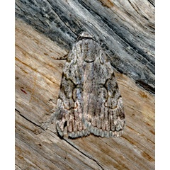 /filer/webapps/moths/media/images/I/isthmigera_Hypotacha_A_Roland_01.jpg