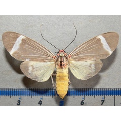 /filer/webapps/moths/media/images/S/syntomina_Amerila_A_Goff_01.jpg