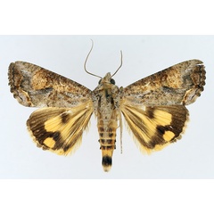 /filer/webapps/moths/media/images/P/plumicornis_Hypocala_AM_TMSA_01.jpg