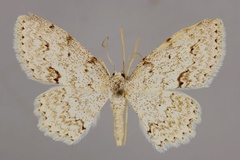 Scopula candidaria