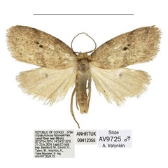 /filer/webapps/moths/media/images/G/gemina_Spatulosia_AM_ANHRT_02.jpg