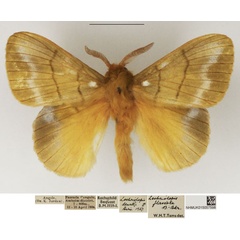 /filer/webapps/moths/media/images/D/dewitzi_Lechriolepis_AM_NHMUK_02.jpg