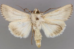 Ectochela nigrilineata