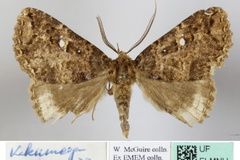 Sypnoides equatorialis