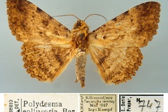 Polydesma collusoria