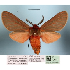 /filer/webapps/moths/media/images/B/brigitta_Metarctia_AF_MGCLa_02.JPG