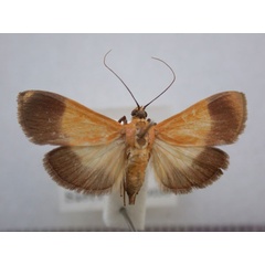 /filer/webapps/moths/media/images/C/conigeralis_Ulopeza_A_Revell_01.jpg