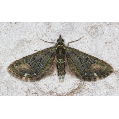 /filer/webapps/moths/media/images/R/rubiginifera_Eupithecia_A_Heyns_03.jpg