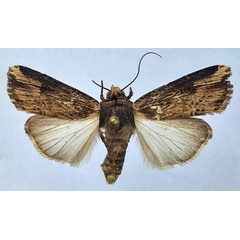 /filer/webapps/moths/media/images/E/epipyria_Amazonides_AM_Butler.jpg