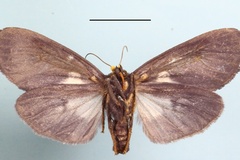 Carpostalagma chalybeata