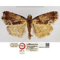 /filer/webapps/moths/media/images/M/medioirrorata_Lithacodia_HT_NHMUK.jpg