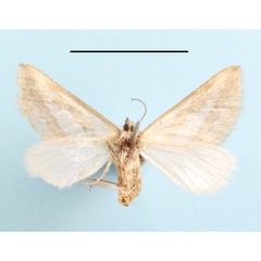 /filer/webapps/moths/media/images/P/pactolaria_Conchylia_A_MGCLb_01.JPG