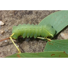 /filer/webapps/moths/media/images/T/tyrrhena_Gonimbrasia_C_Roland_02.jpg